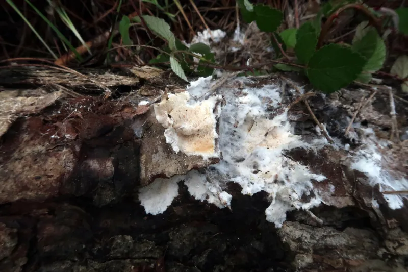 Anomoloma albolutescens 1 - IMG_6889